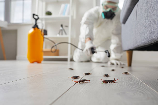 Commercial Rodent Management in Bolinas